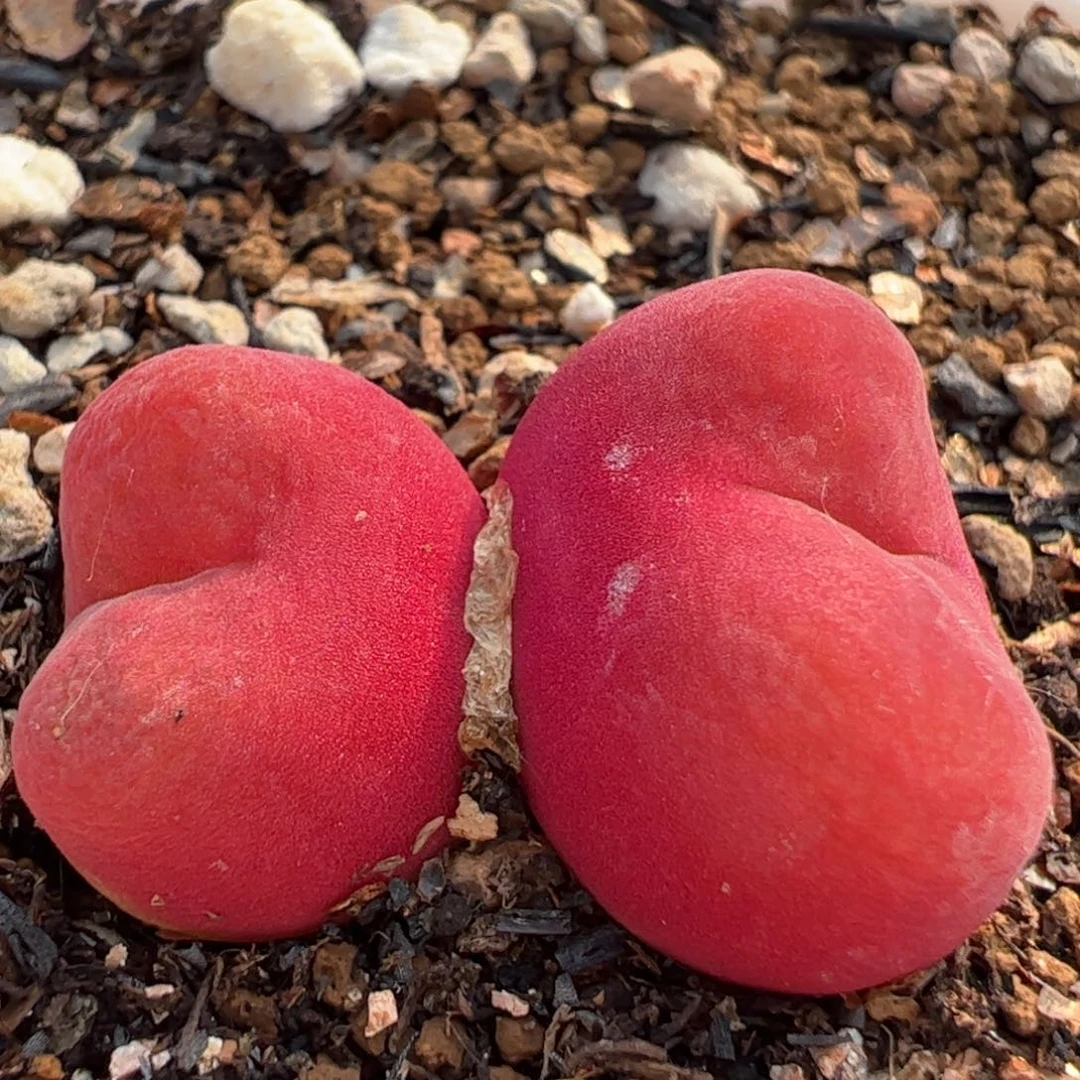 8年进口水蜜桃多肉