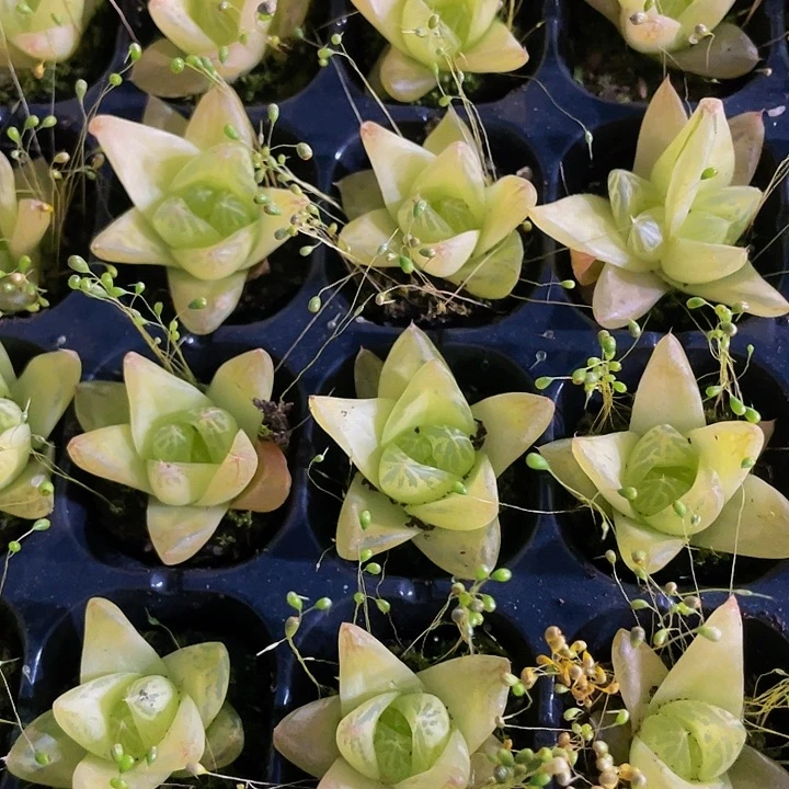 小黄金玉露1元带土发