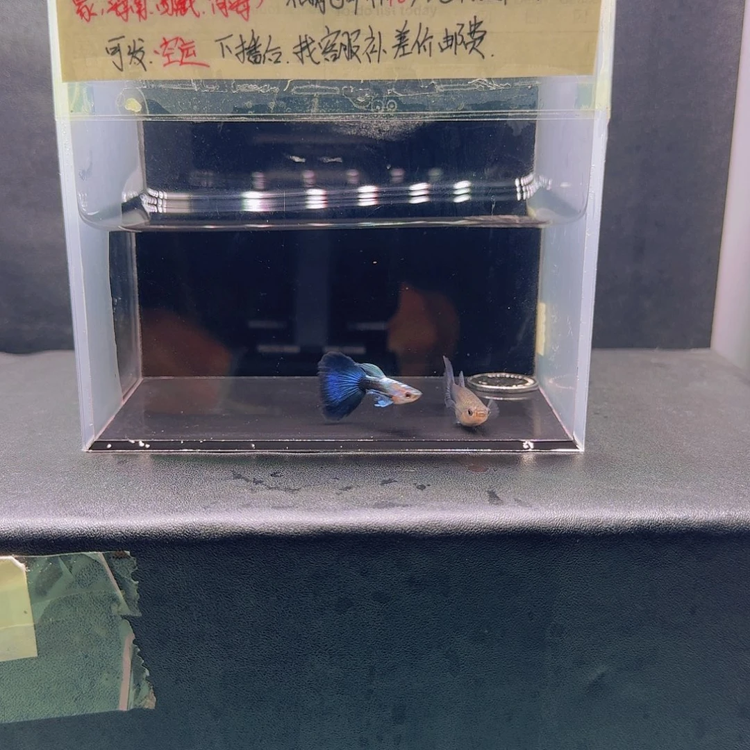 孔雀鱼蓝礼服飞船一对