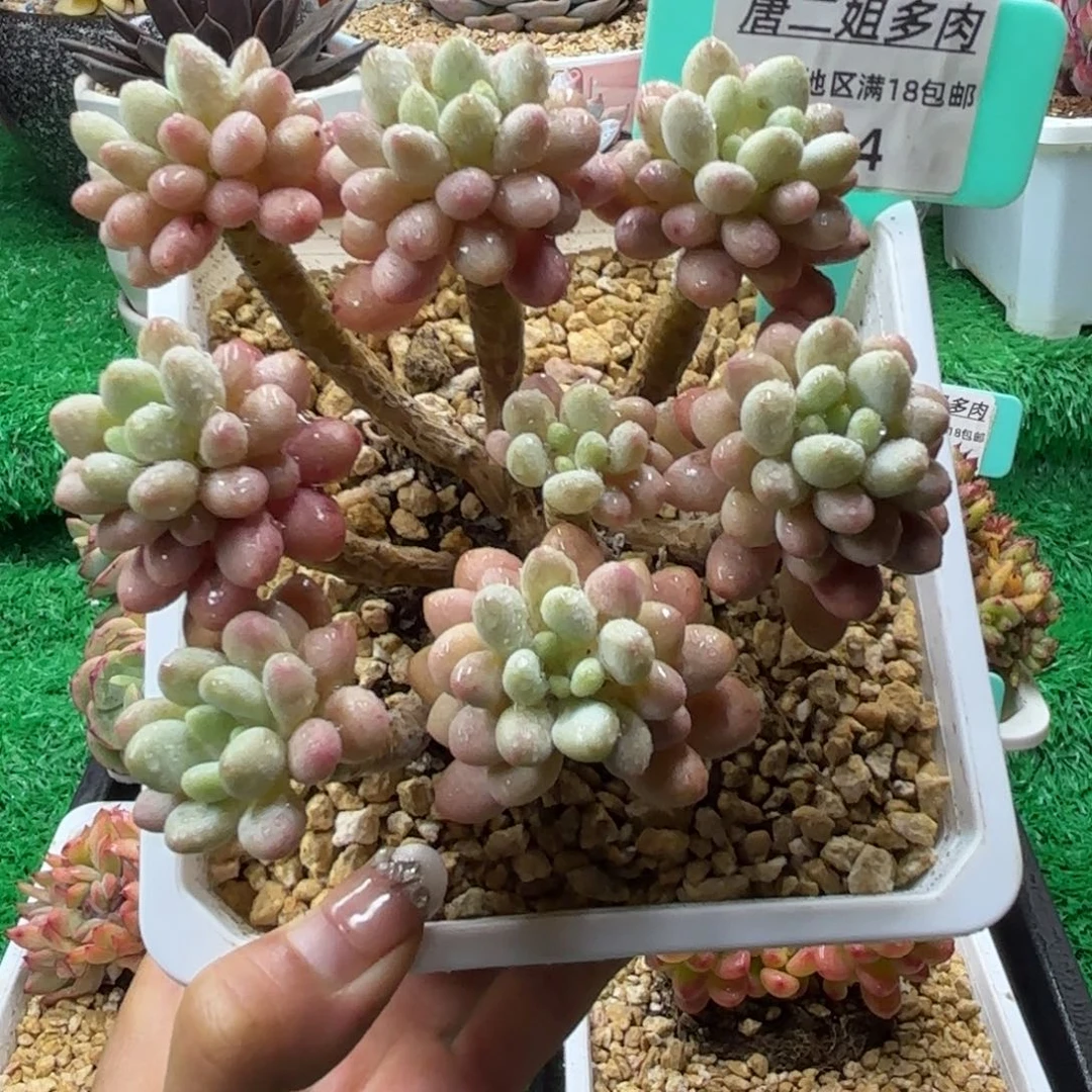 唐二姐多肉编号194