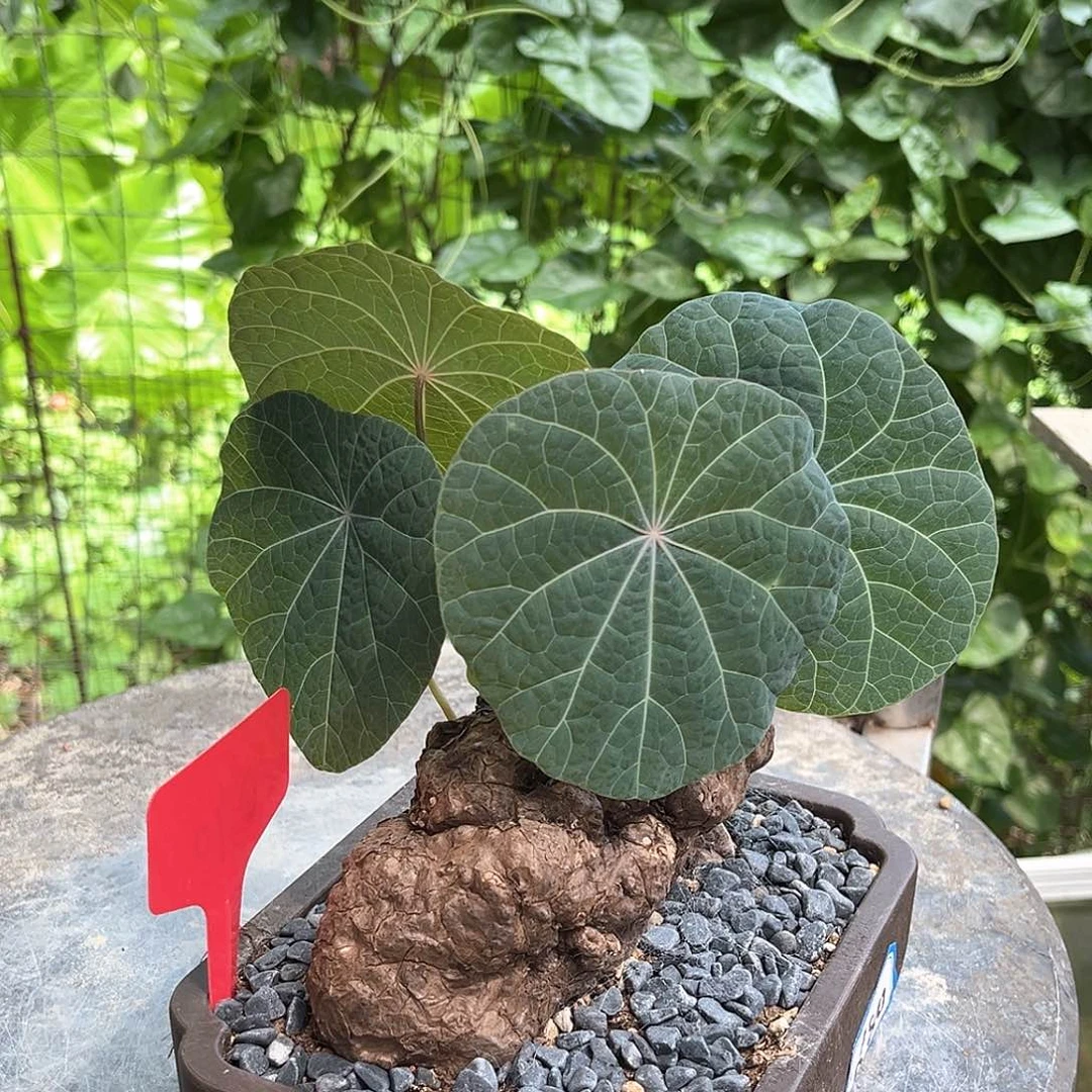 潮流植物 泡泡叶一叶龟
