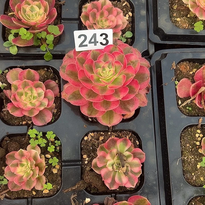 …***…精品多肉植物243组合