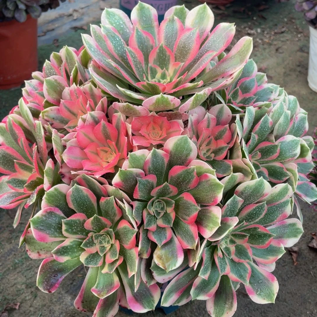 856初恋粉玫瑰精品法师老桩