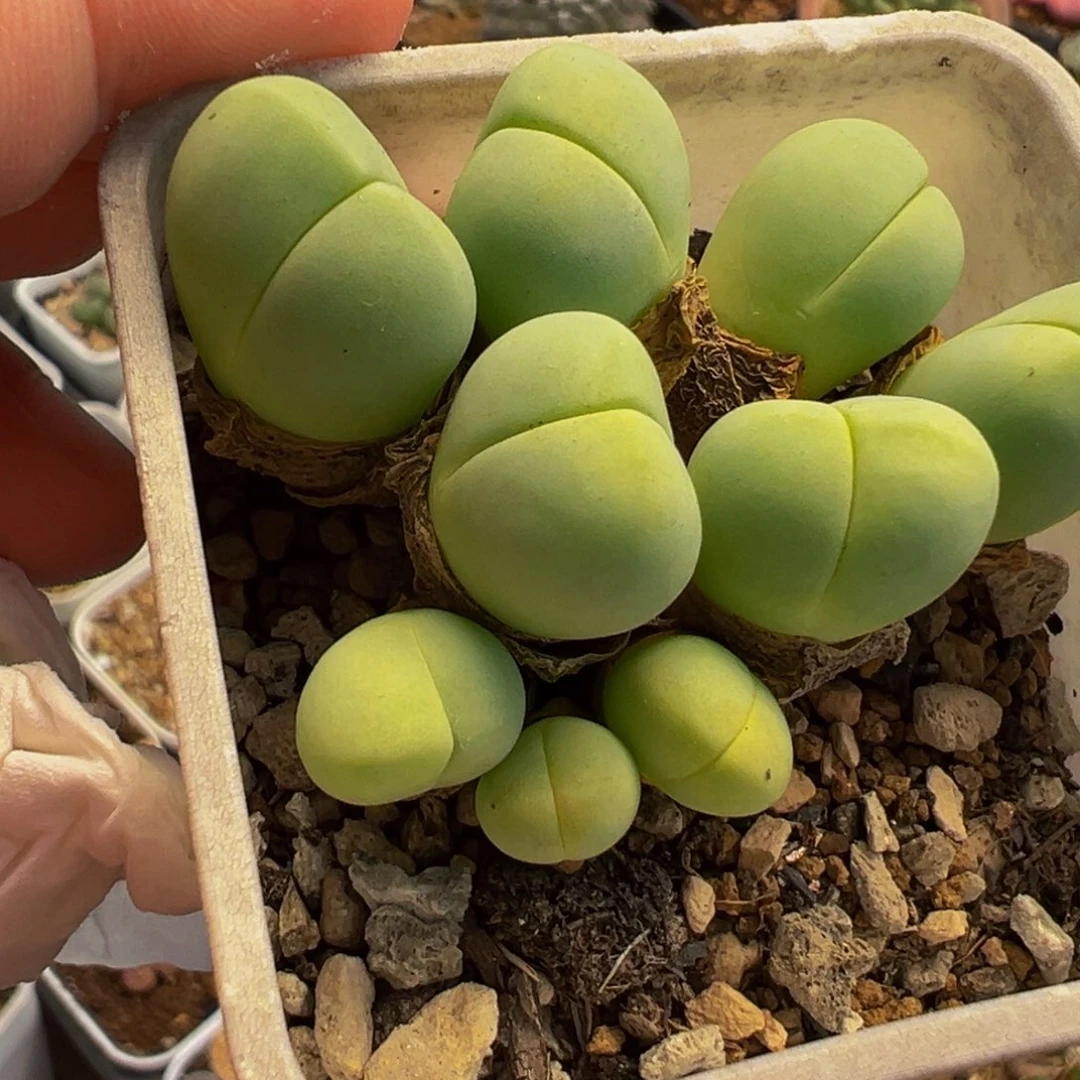 051多肉植物种类多样