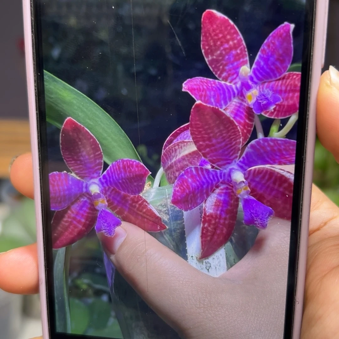 无花朵红路德蝴蝶兰