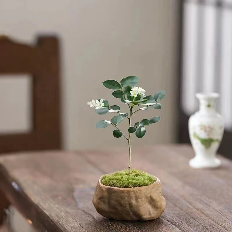 【掌中盆景】迷你九里香客厅室内小摆件盆栽小盆景植物常青好养绿