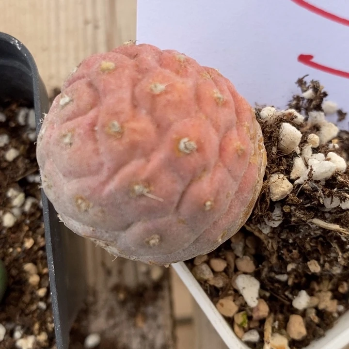 665习志野一颗一颗