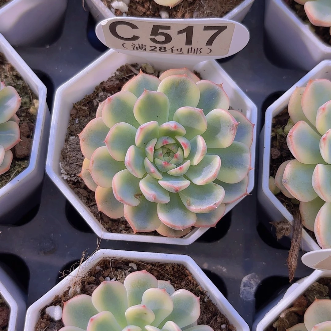 C517姬莲锦一物一拍