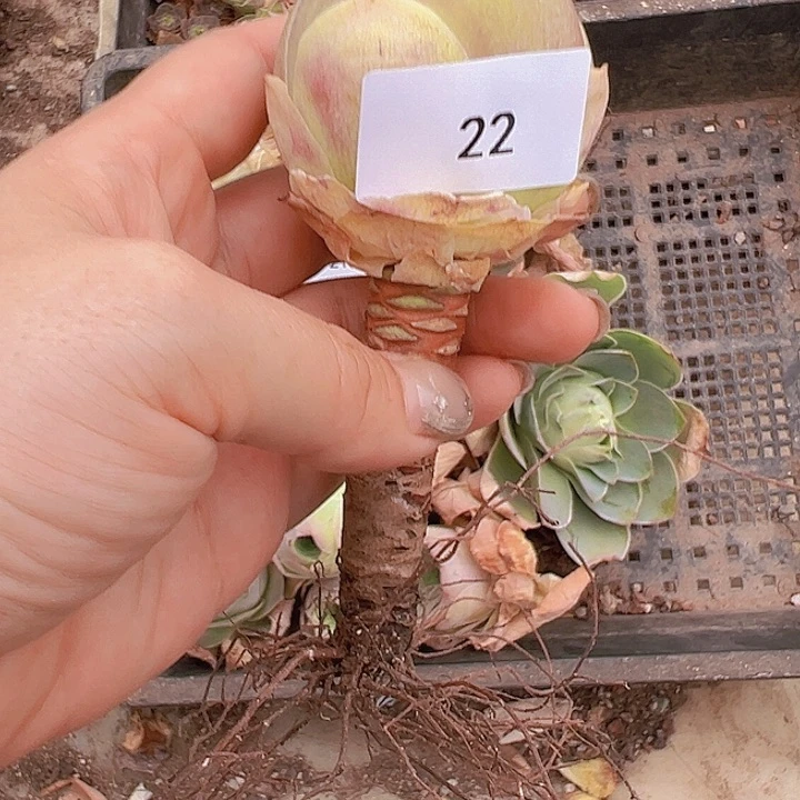 百****w山地玫瑰多肉植物22