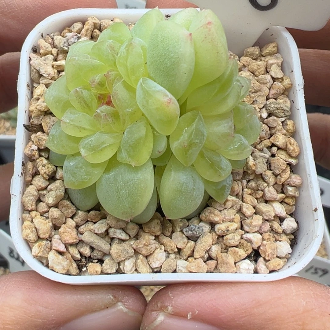 108号纸鸢甜心福利款