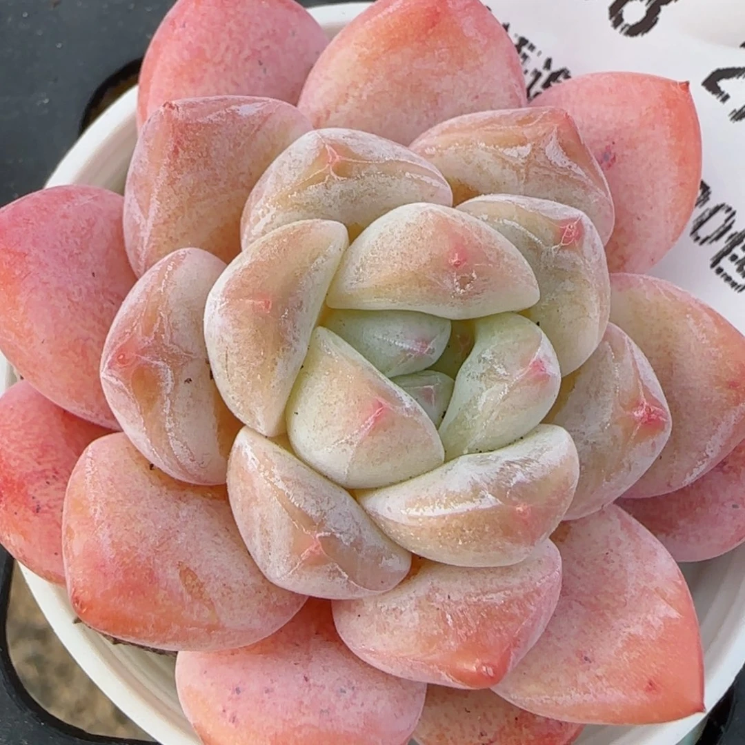 花语逸镜0208-638