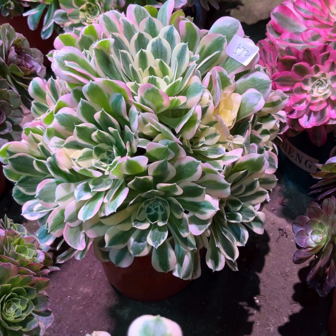 多肉植物白凤 572