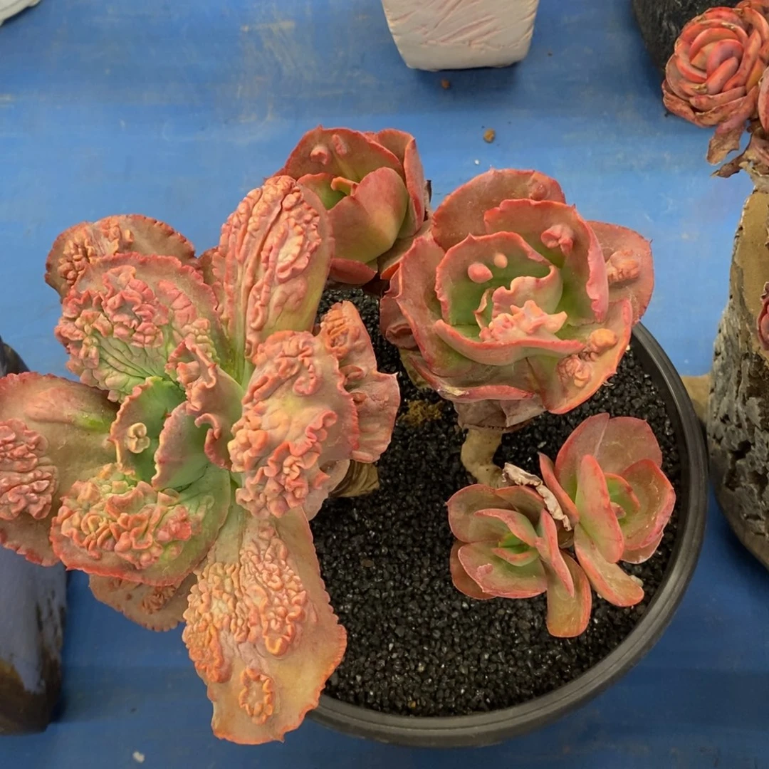 窝*乖窝狠乖狂野男爵多肉植物