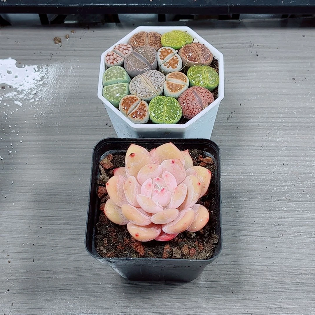 生石花成梦露一勿一拍