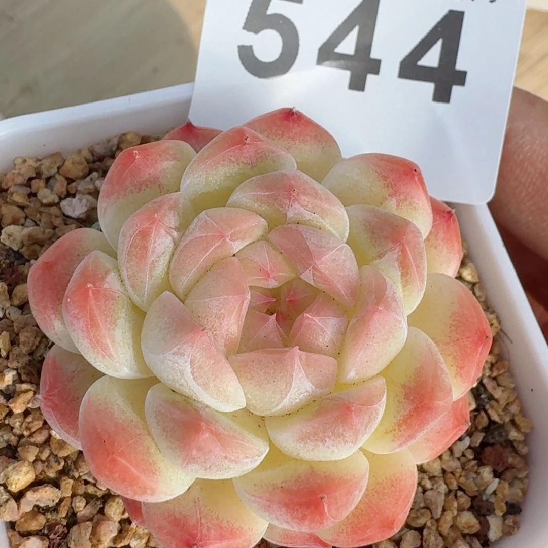 美心         精品多肉