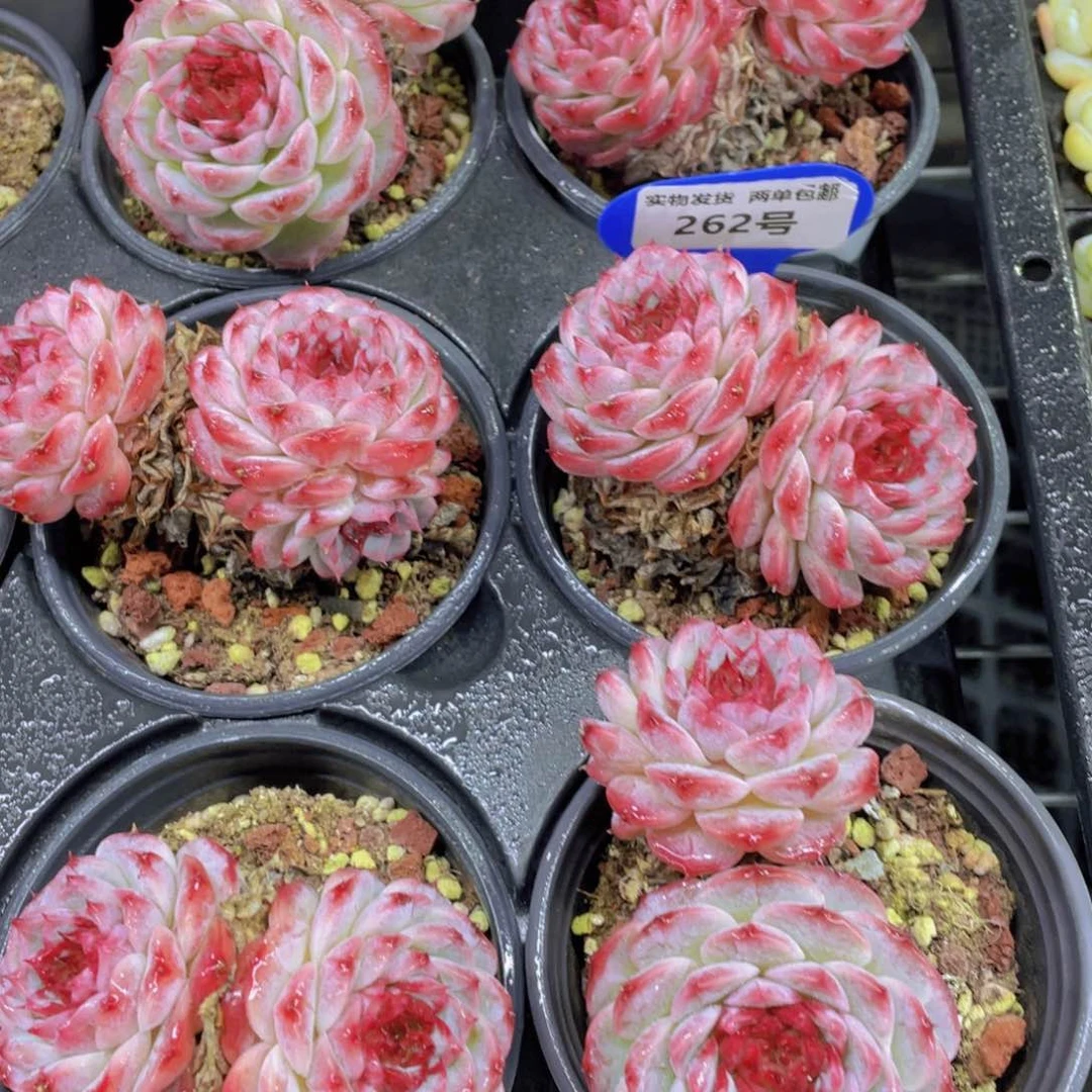 262号四年老桩全状态大天鹅绒双头一个