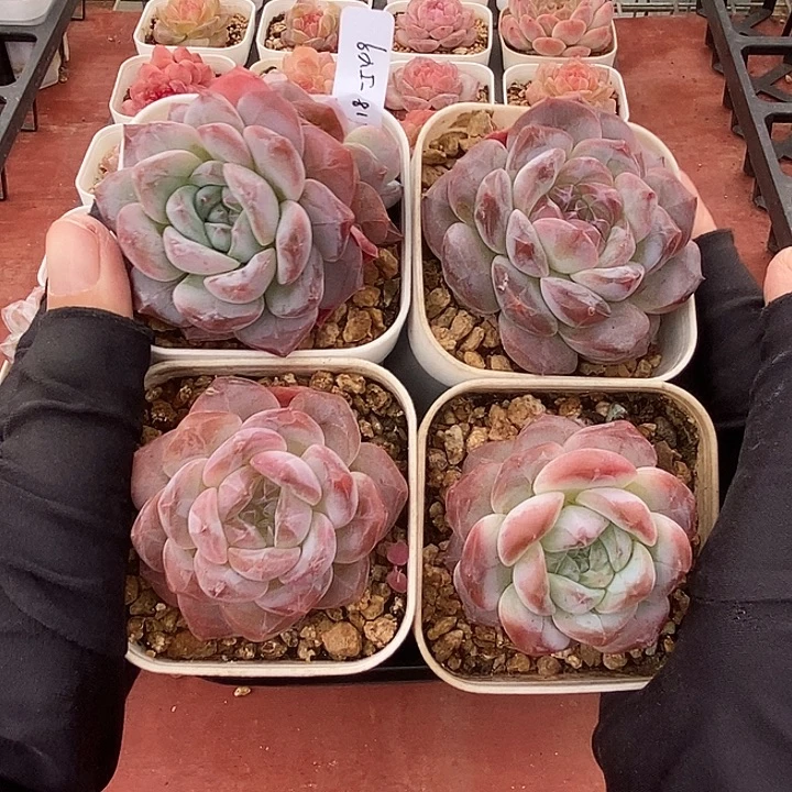 1118-549，粉魄4个