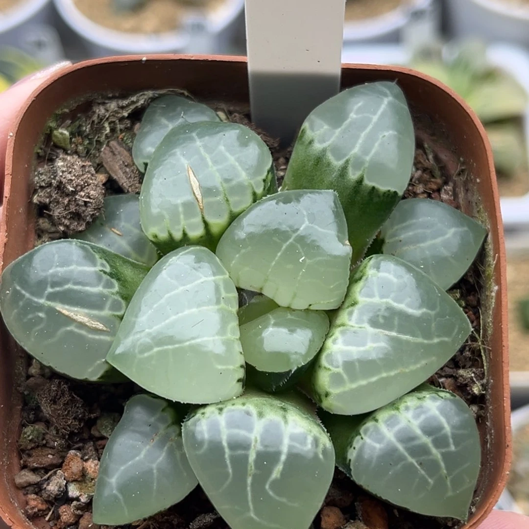 107月光女神十二卷多肉