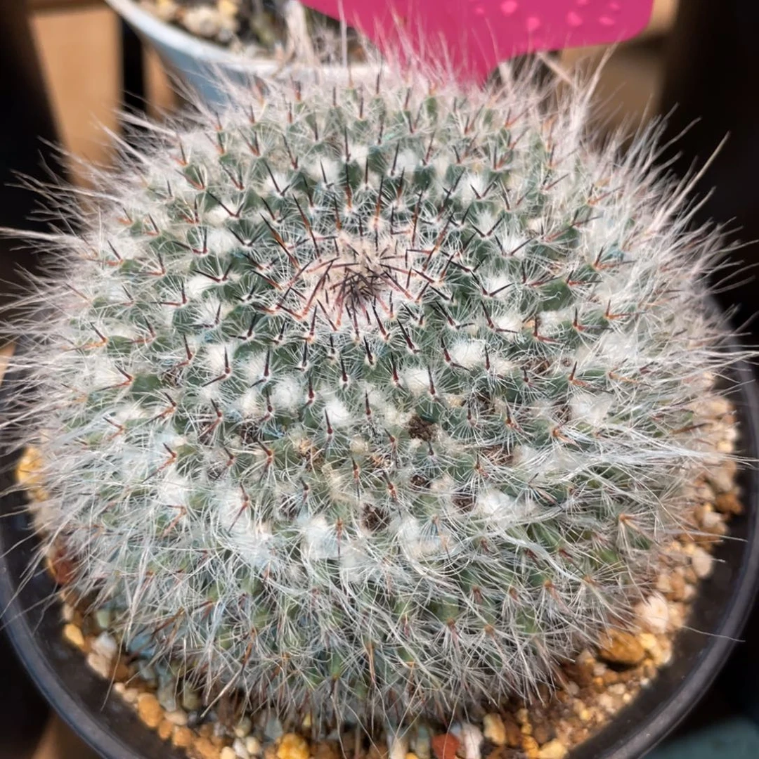 仙人球长毛乳突球