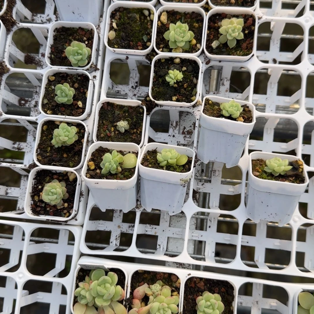 红财富 一盆2床满25包邮