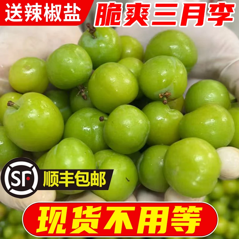 【现货顺丰快递】广东三月李青李子脆爽李子早李珍珠李当季新鲜采摘