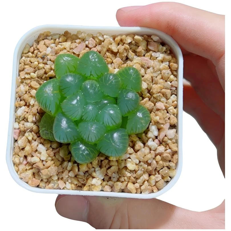 姬玉露【满16包邮】白盆种好发货