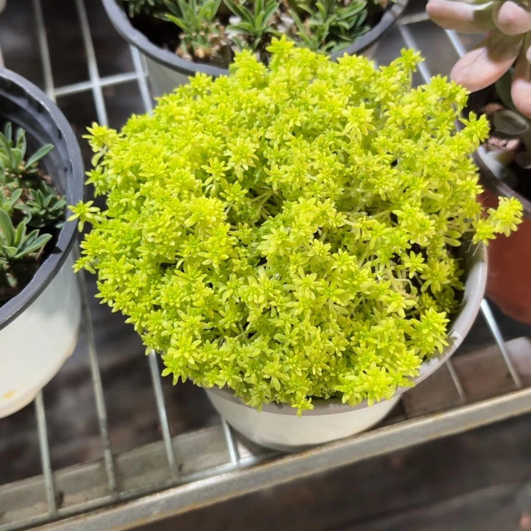 黄金草多肉11㎝盆特价