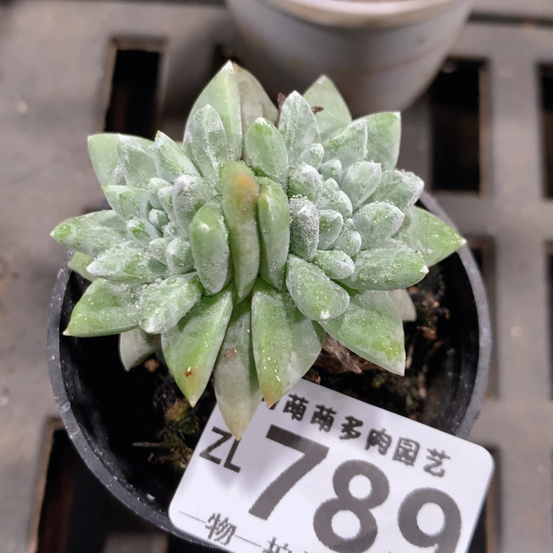 5CM拇指盆精控多肉ZL789