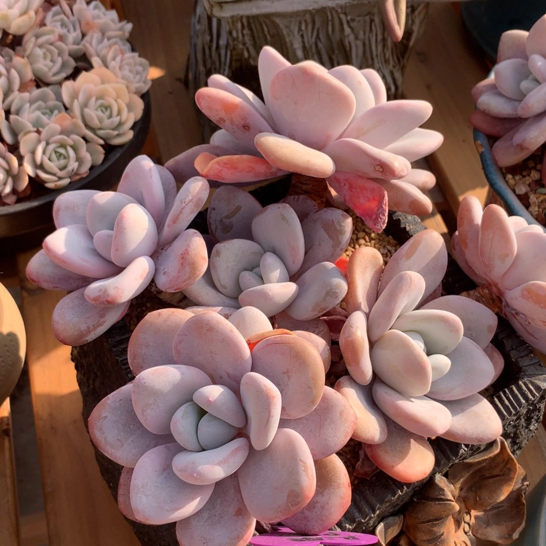 胖粉兔啊啊啊啊啊