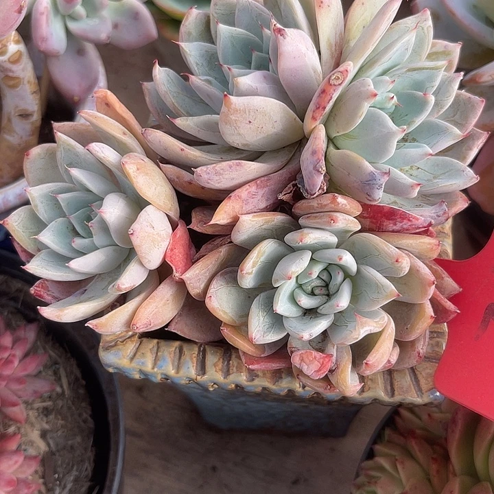 两单包邮，一物一拍，卡杂12