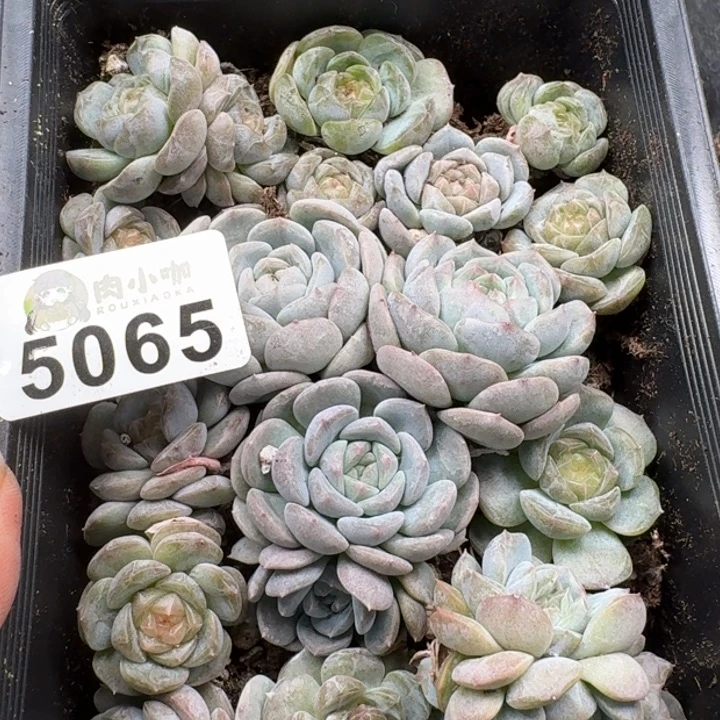 完全开放多肉植物多肉植物