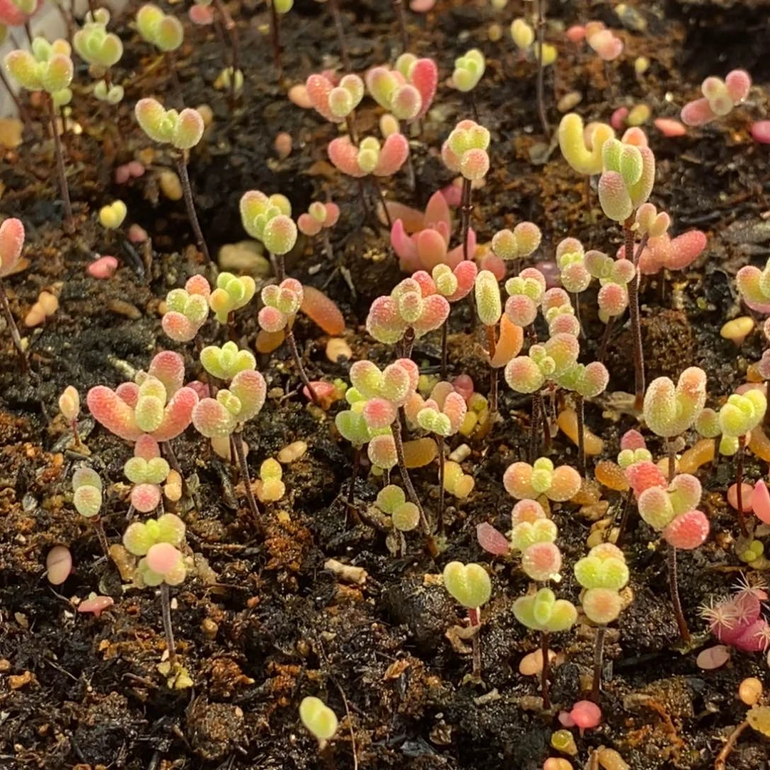 N***e329混合切糕。