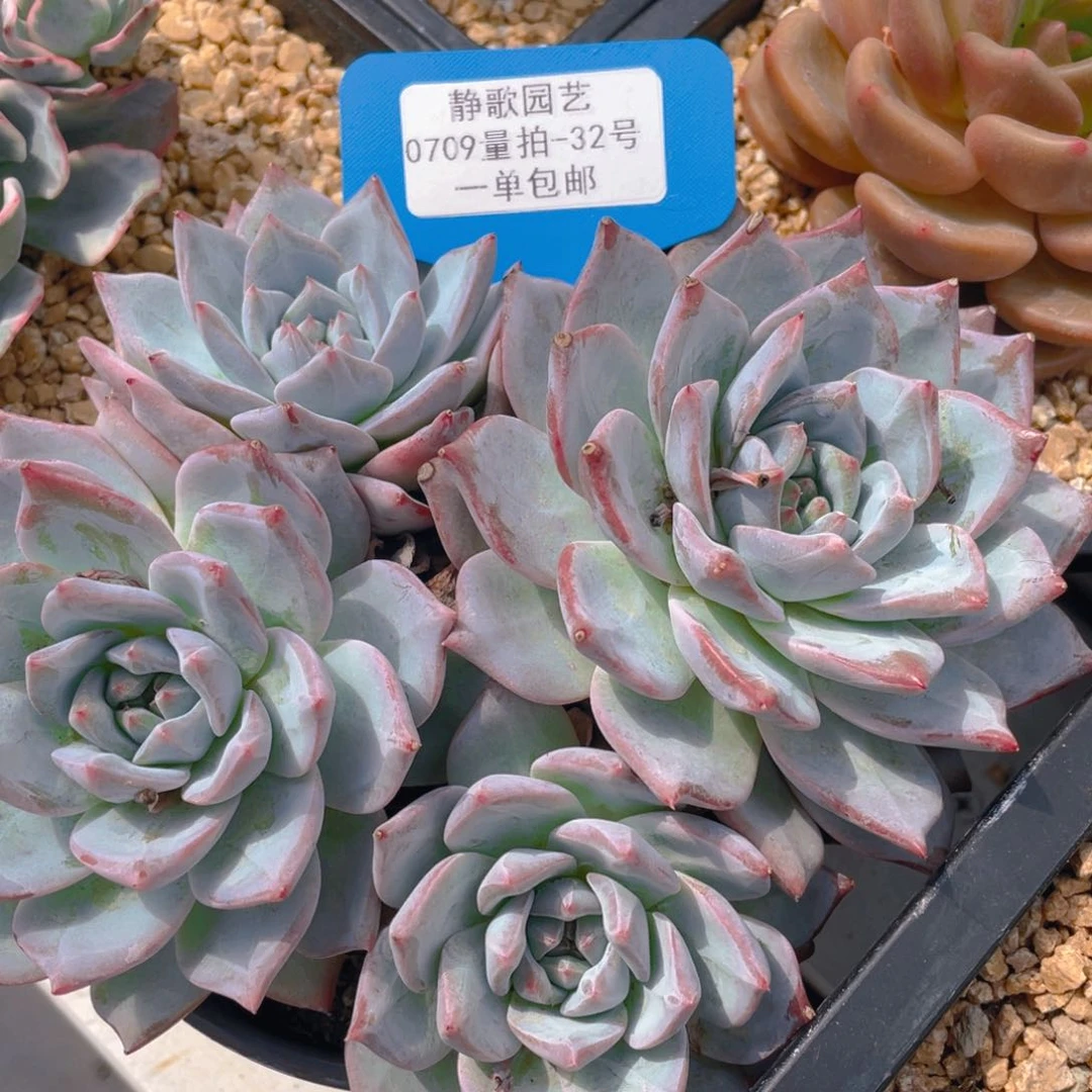 0709-32-母本大群粉蓝鸟一颗量拍