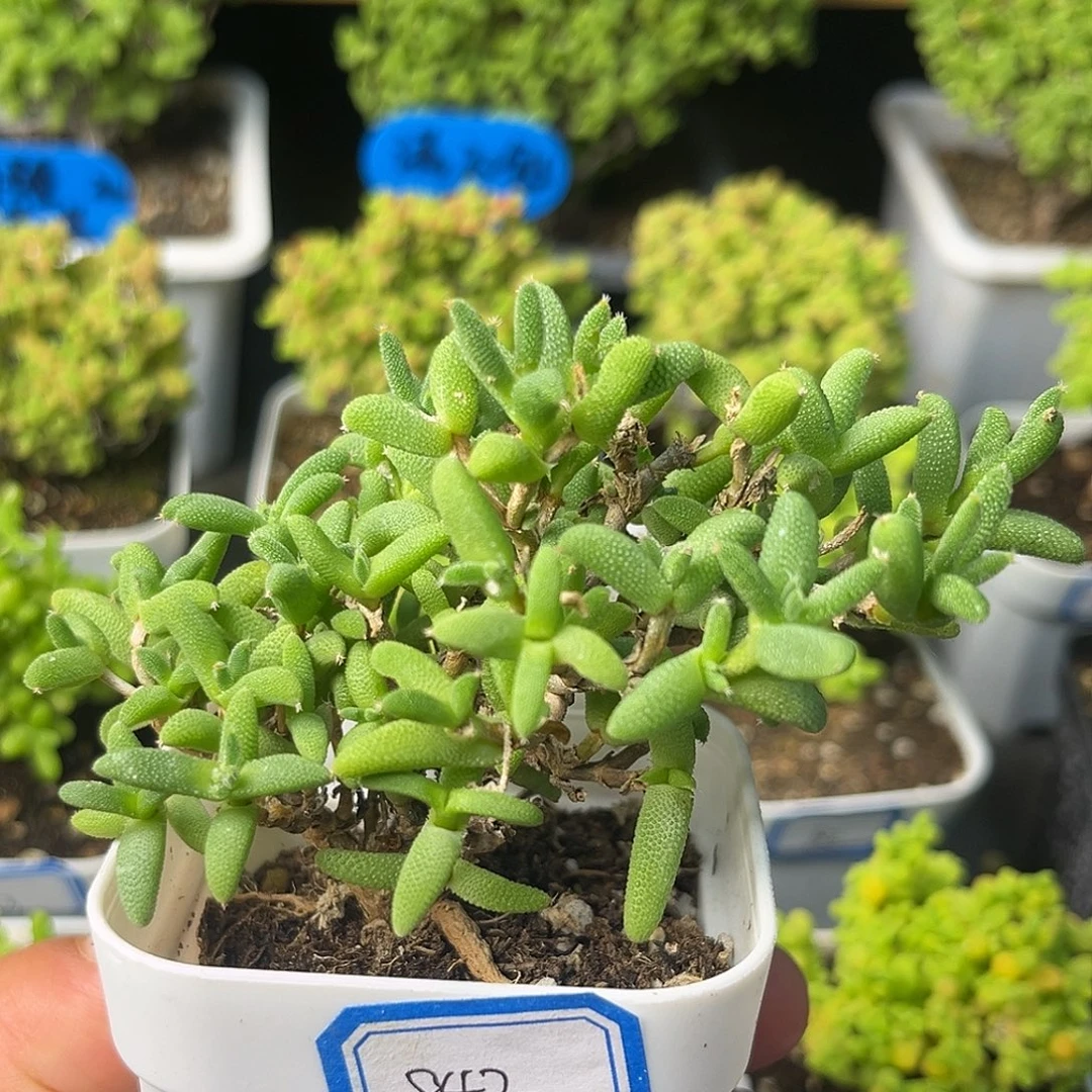 842玉米。