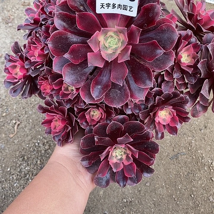 多肉植物美杜莎746多肉