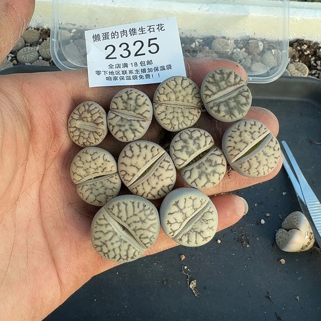 玫****2325 哈哈哈哈哈哈哈哈哈