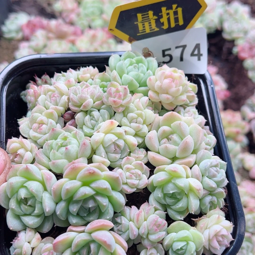 多肉植物多肉植物