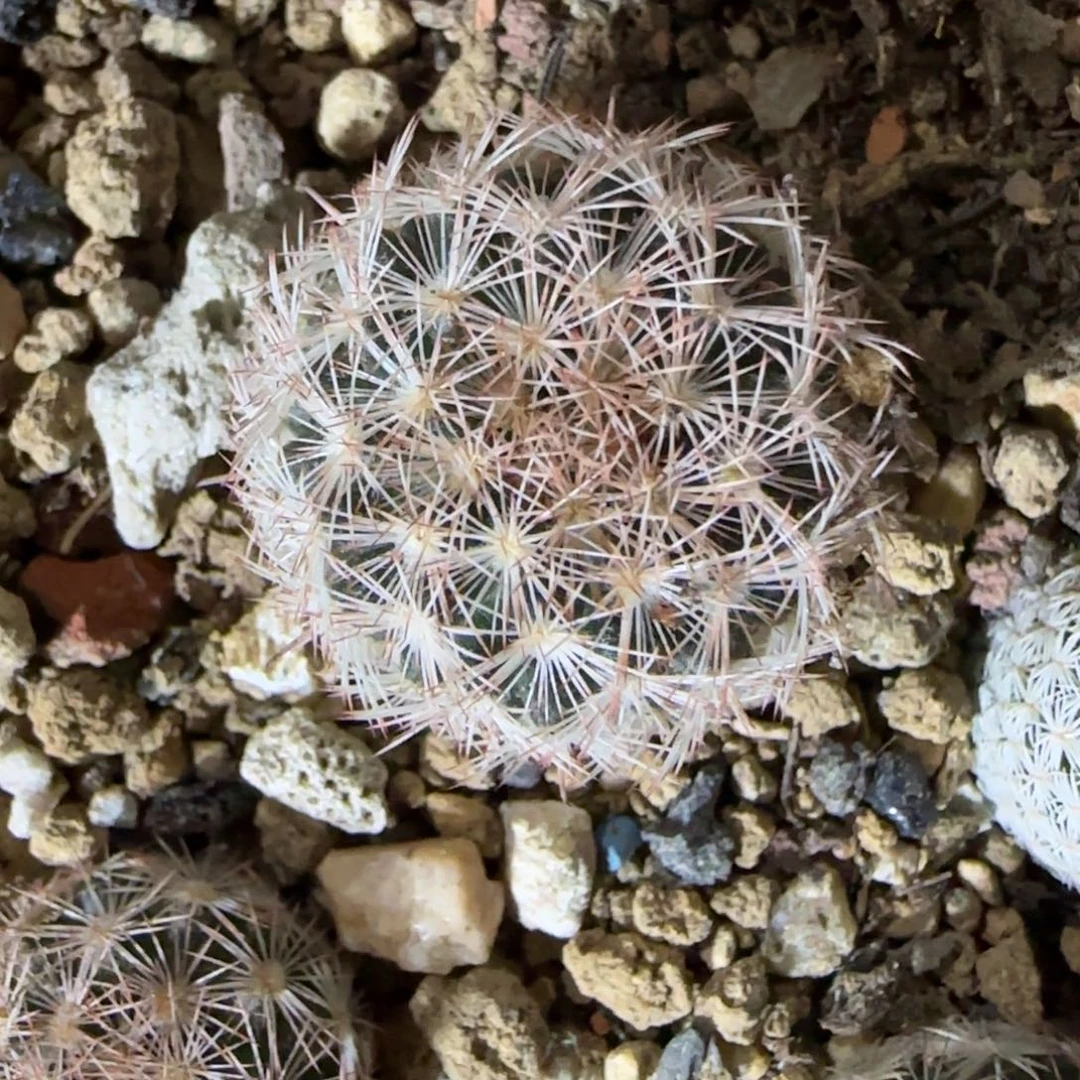 097实生魔美丸多肉2.4