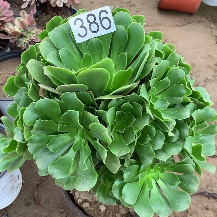 无花朵386绿杨蓉多肉