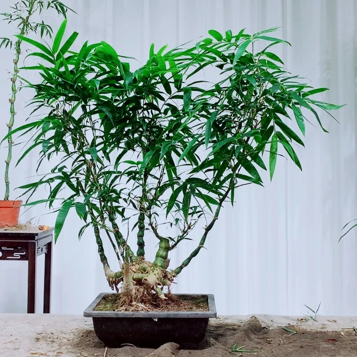 无花朵博*巴111111111111111