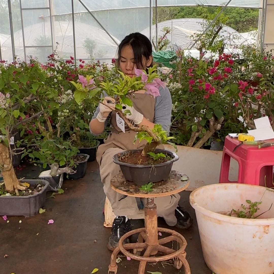 大部分花苞少量开放金夫人 208
