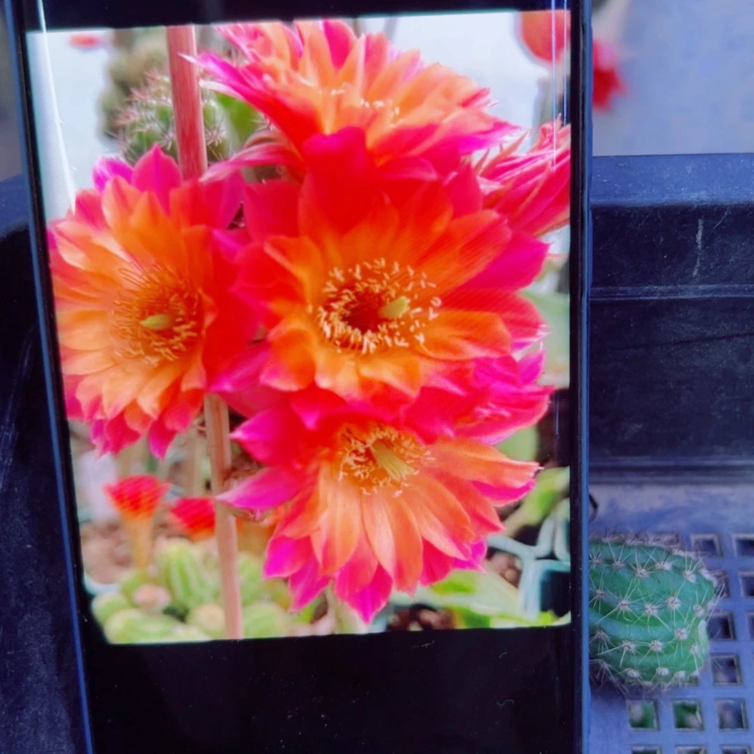 下21白檀景4无根侧芽2一3公分左右20包邮