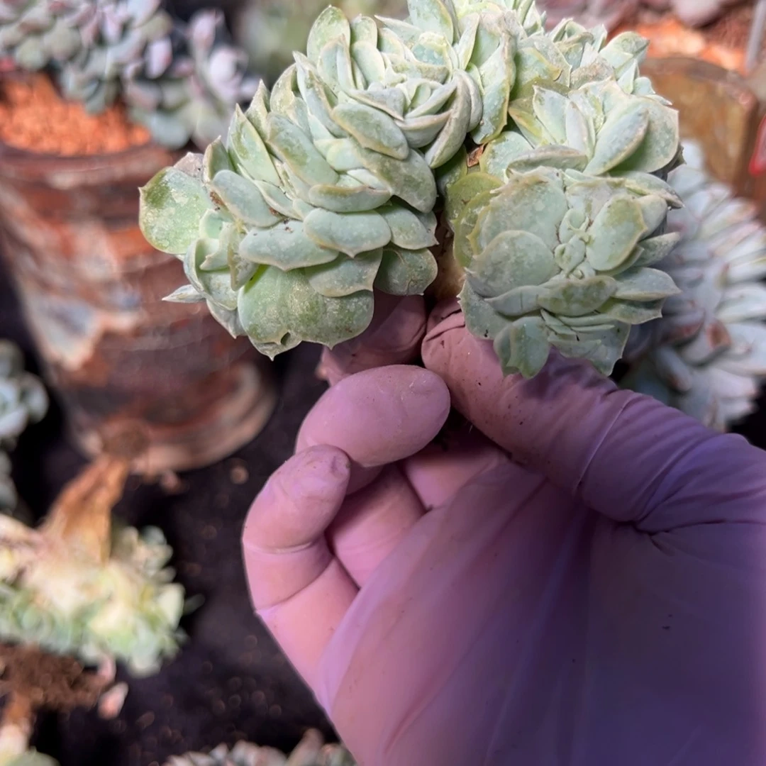 .****.新年快乐 新年快乐 新年快乐