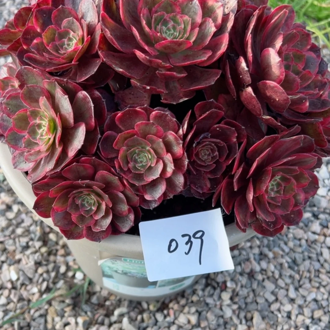 039多肉法师倾城之恋一个