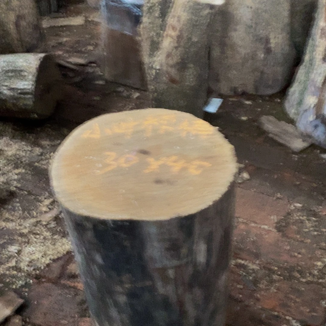 小叶桢楠金丝楠木