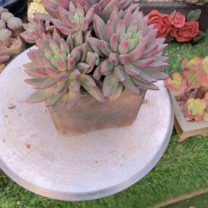 海***发带盆哈哈哈哈我哈哈哈哈哈哈哈哈哈哈