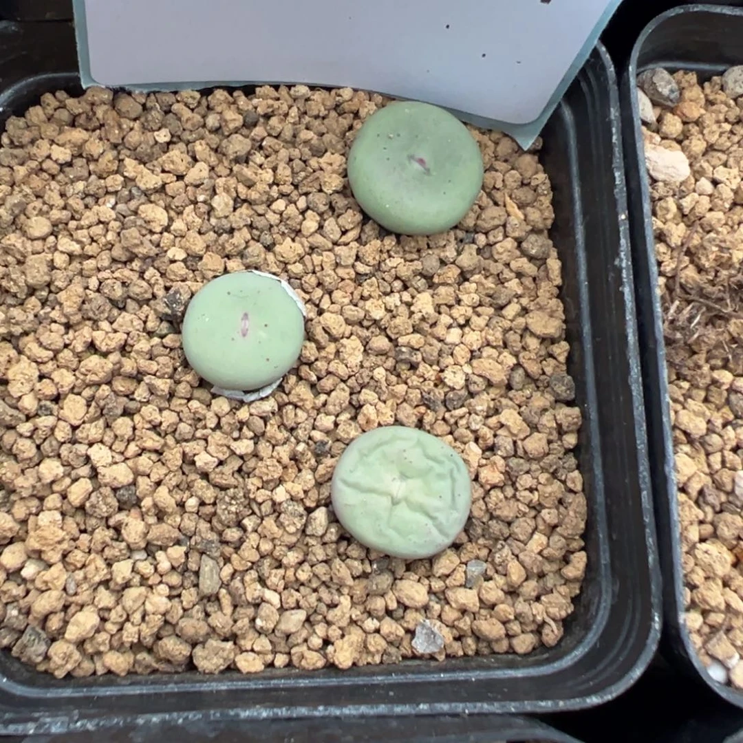 19-187肉锥多肉植物