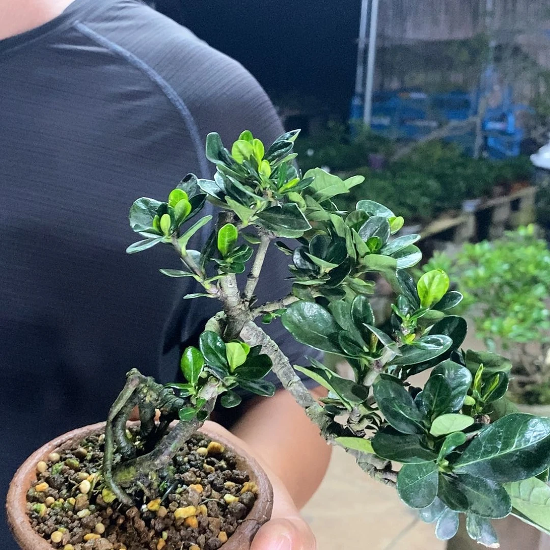 无花朵贝*栀子花
