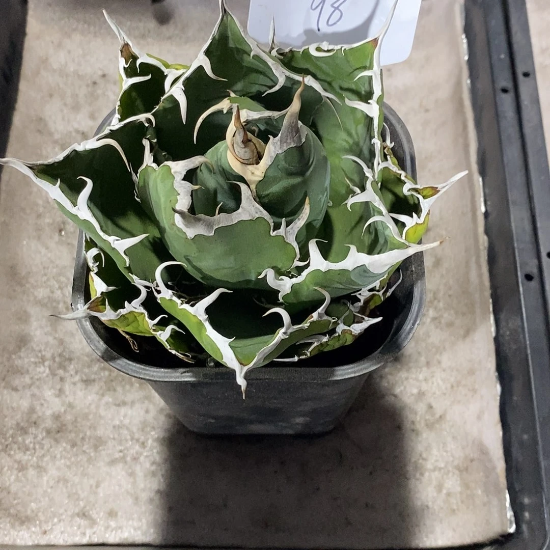 正版白鲸仁王冠龙舌兰