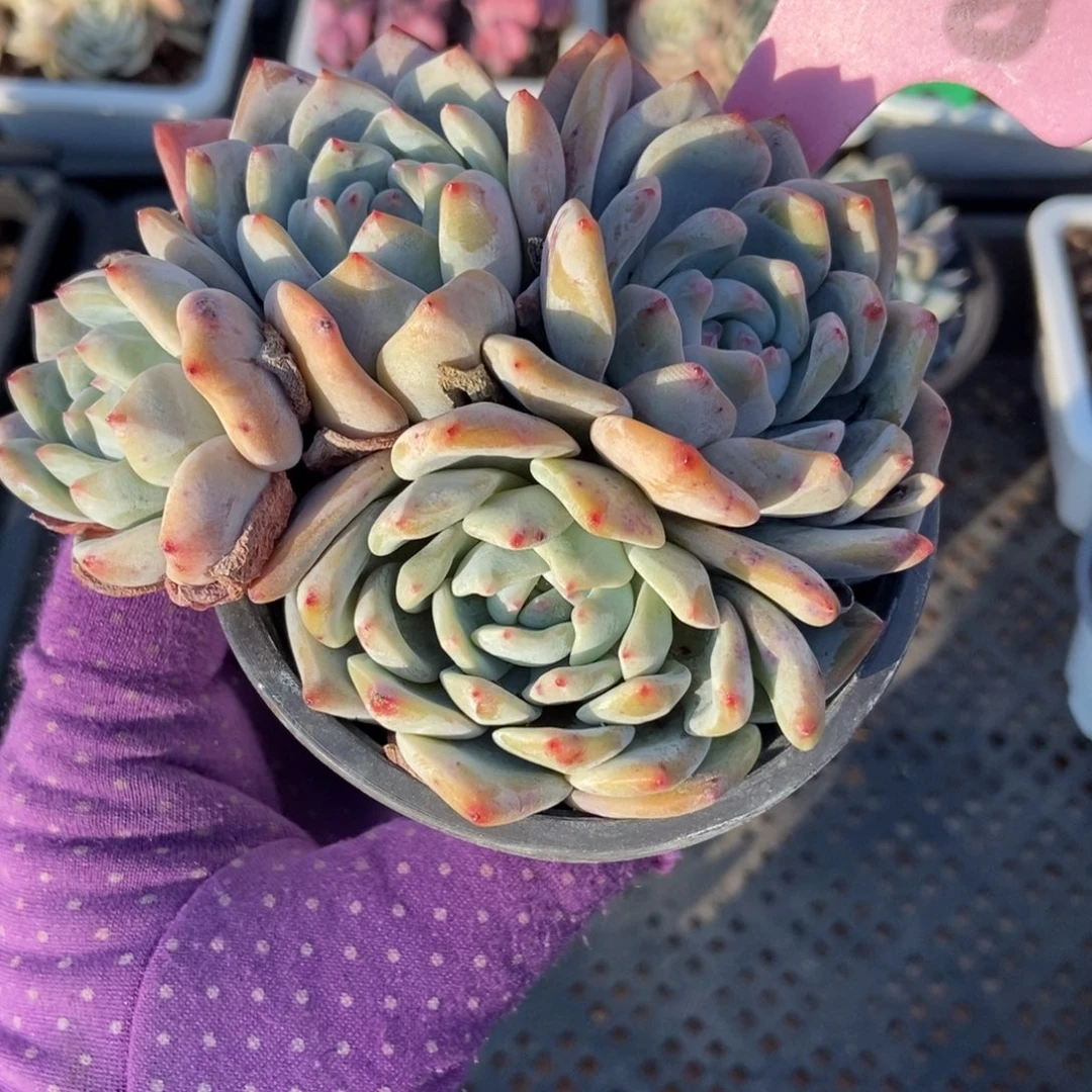 938橙子多肉植物多肉